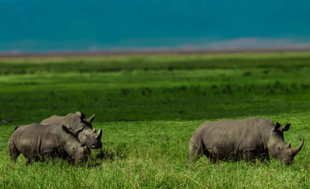 3-Day Fly-In Serengeti & Ngorongoro Crater Safari - Tanzania Safari Magic